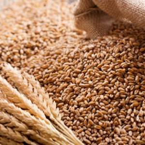 Wheat