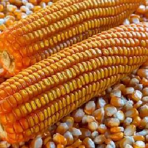 Maize